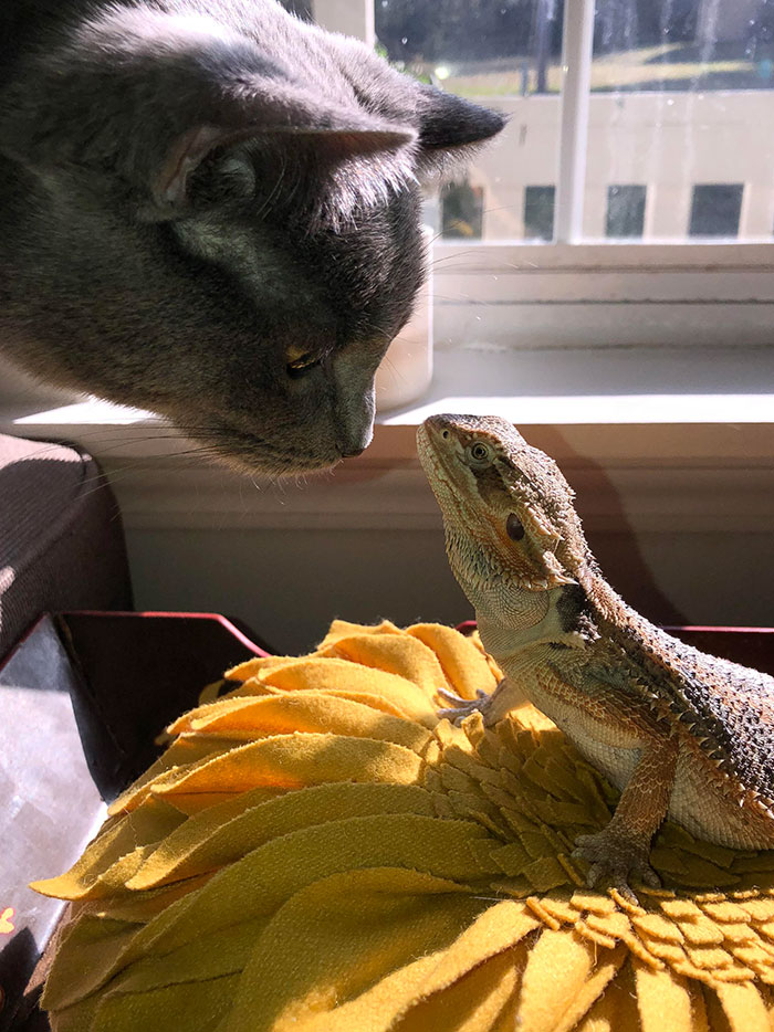 Nugget Came Out For A Morning Bask And Our Cat Came To Say Hello