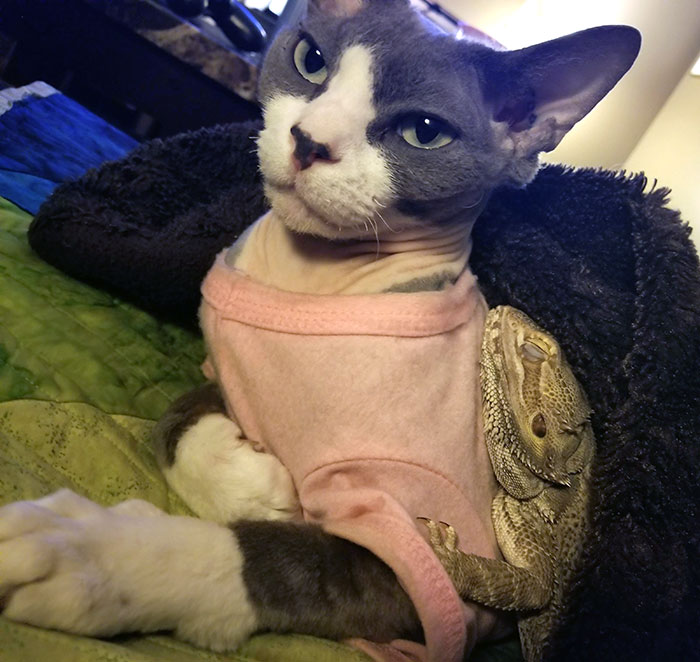 My Beardie Smaug Sleeping On My Cat King