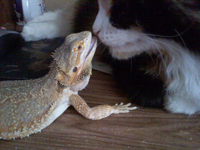 Gandalf & Spice The Cat