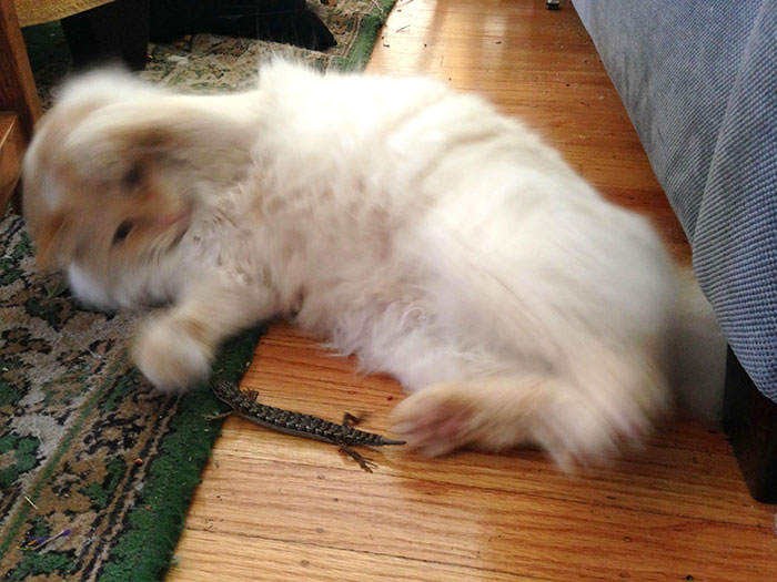 Can Someone Tell Me What Kind Of Lizard My Cat's Playmate Is? (Released Outside Unharmed)