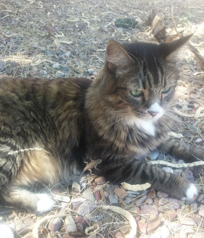 My Hopeless Hunter: Hour 2 Of Stalking Lizards In The Back Yard