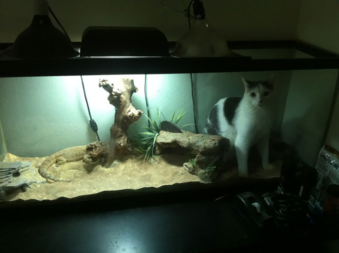 Silly Cat, You Are Not A Lizard