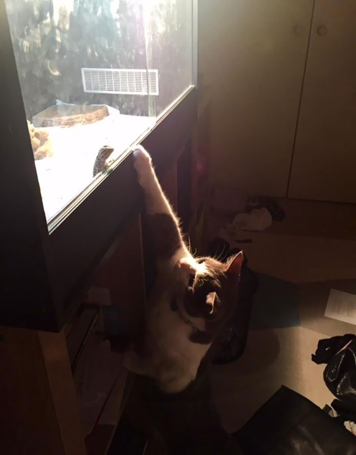 At This Moment, A Beautiful Friendship Begun Between Lizard And Cat