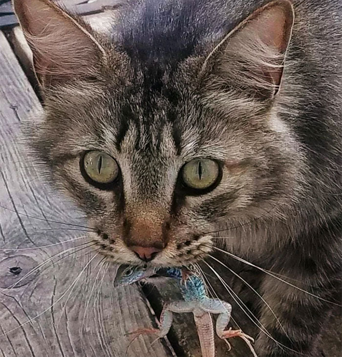 Hermes Caught A Gorgeous Lizard, Wasn't Happy When I Set It Free