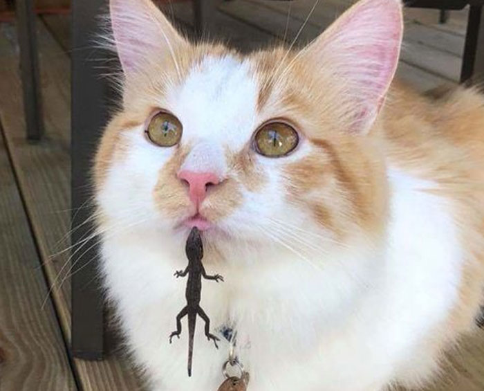 40 Gatos que se encontraron con lagartos y dieron lugar a estas divertidas fotos