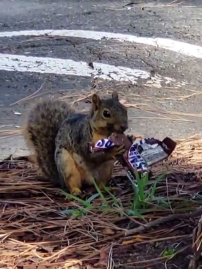 Even Squirrels Buy Their Food Now