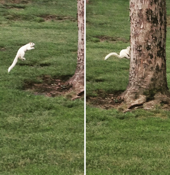 I Managed To Catch An Elusive White Squirrel Jump And Smack Into A Tree Today