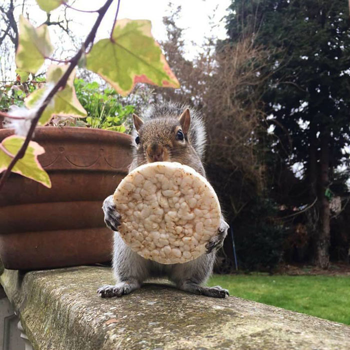 The Average Squirrel Cogitation Goes Something Like This: I Wonder What There Is To Eat