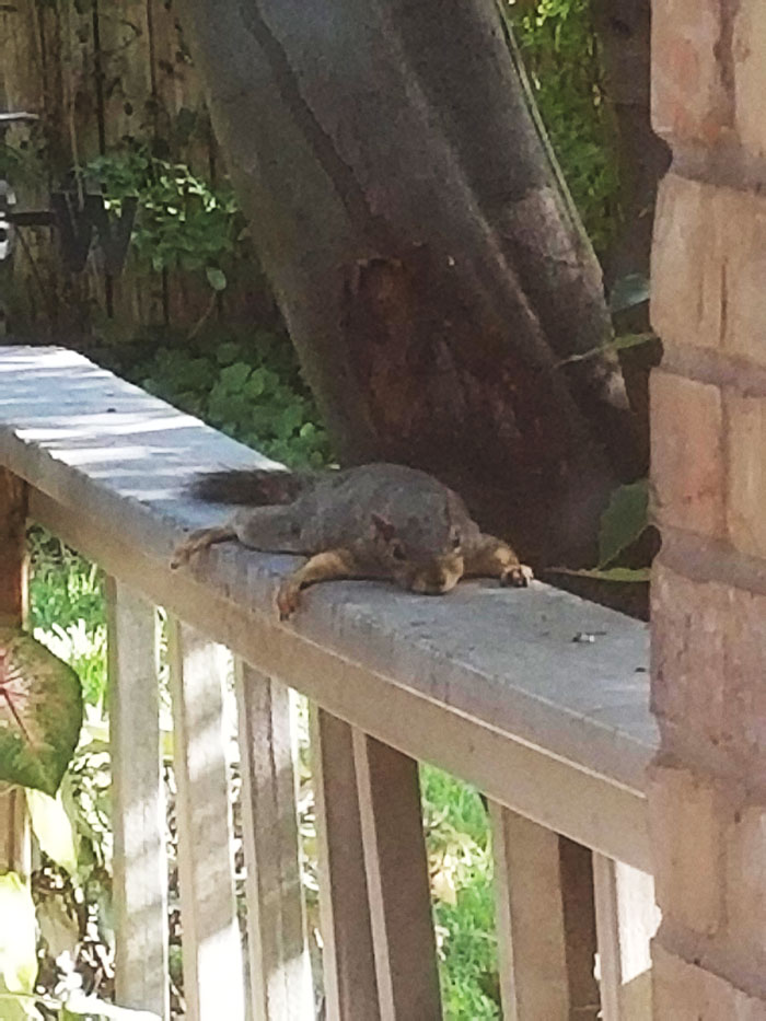 This Squirrel Chilling Harder