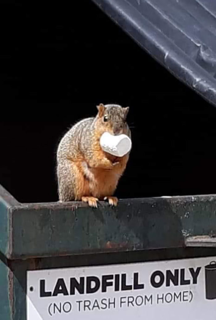 Marshmallow Squirrel