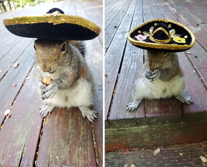 Happy Cinco De Mayo From Our Backyard Squirrel