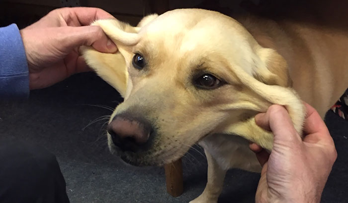 My Friend's Dog Is Very Stretchy