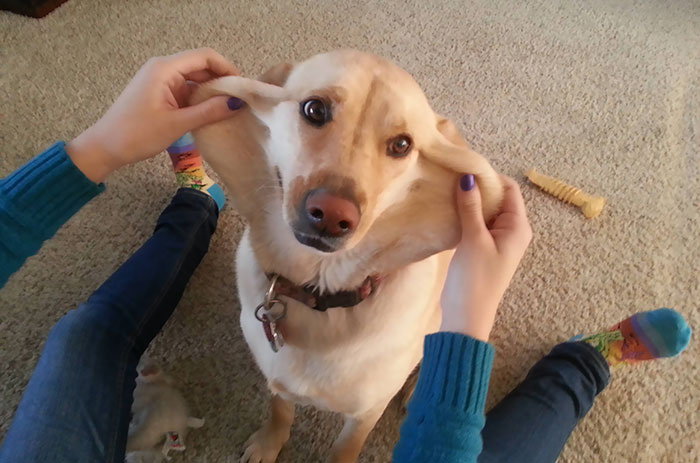 My Dog Has A Lot Of Extra Skin