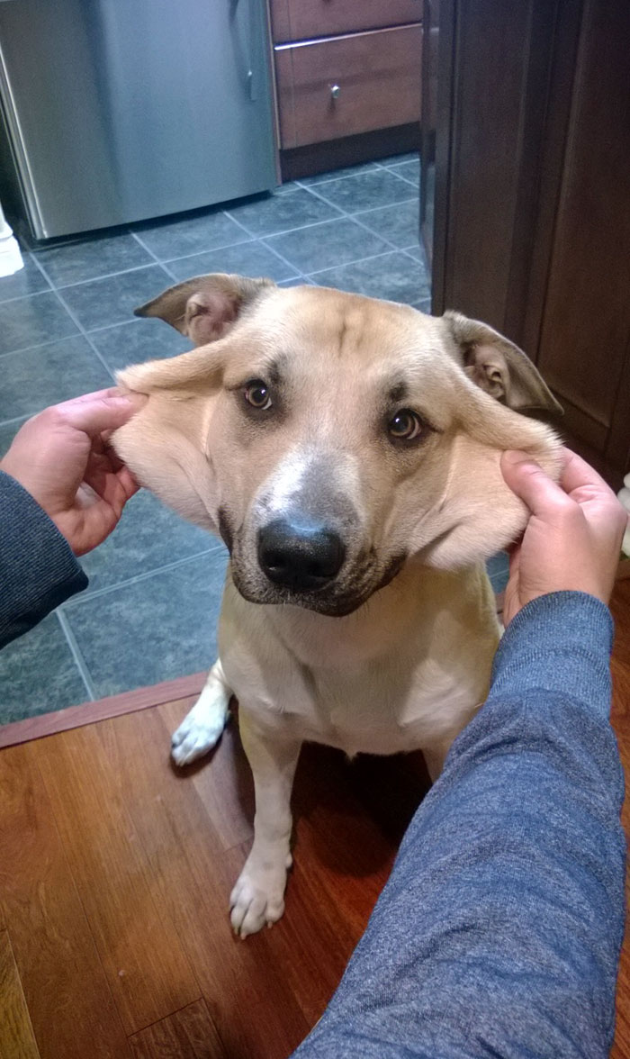 My Pup Also Has Stretchy Skin