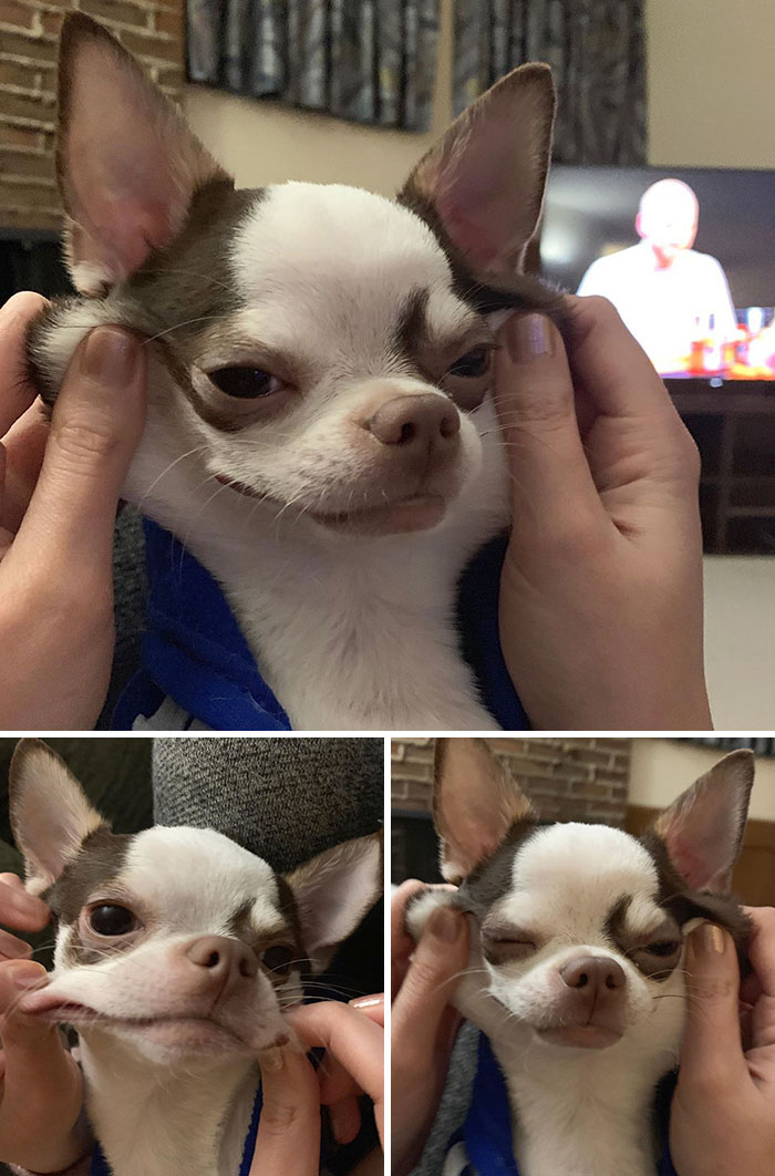 "I Don’t Pay Rent. I Don’t Clean. I Don’t Cook. I Contribute To The Home By Letting The Humans Stretch My Face"