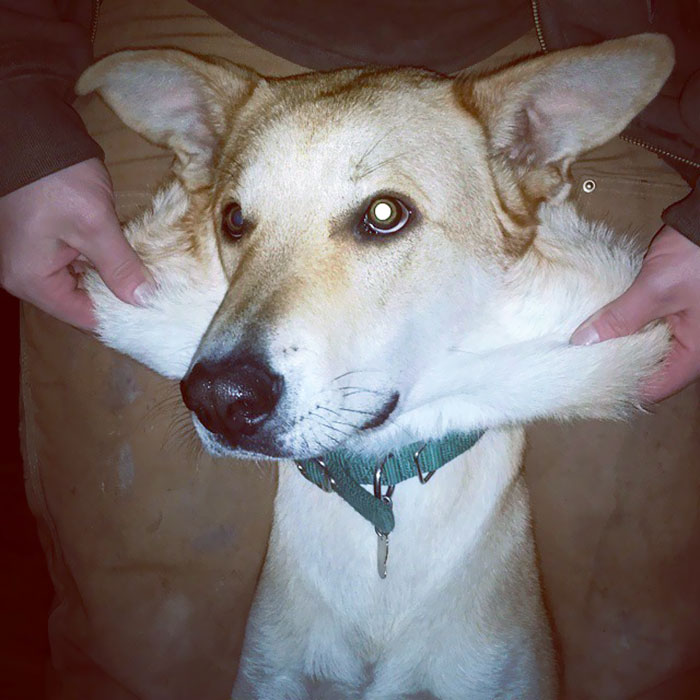 Throwback To To That Time Beardog Sprouted Wings And Flew Away