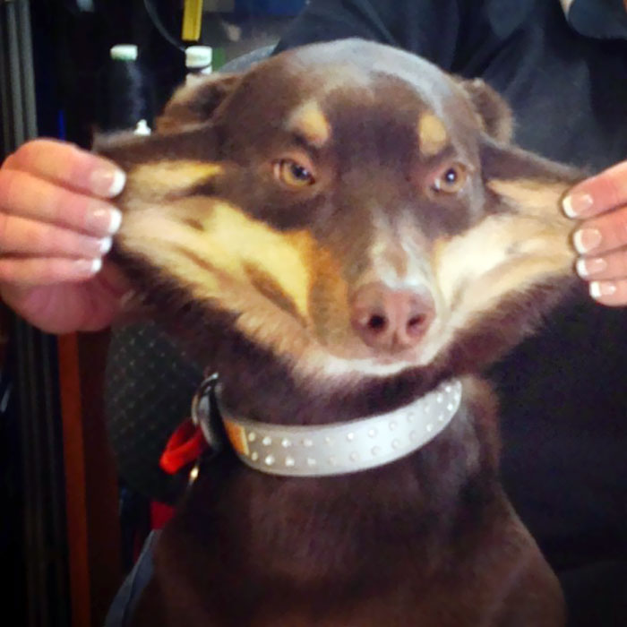 This Dog With A Face Of A Fox