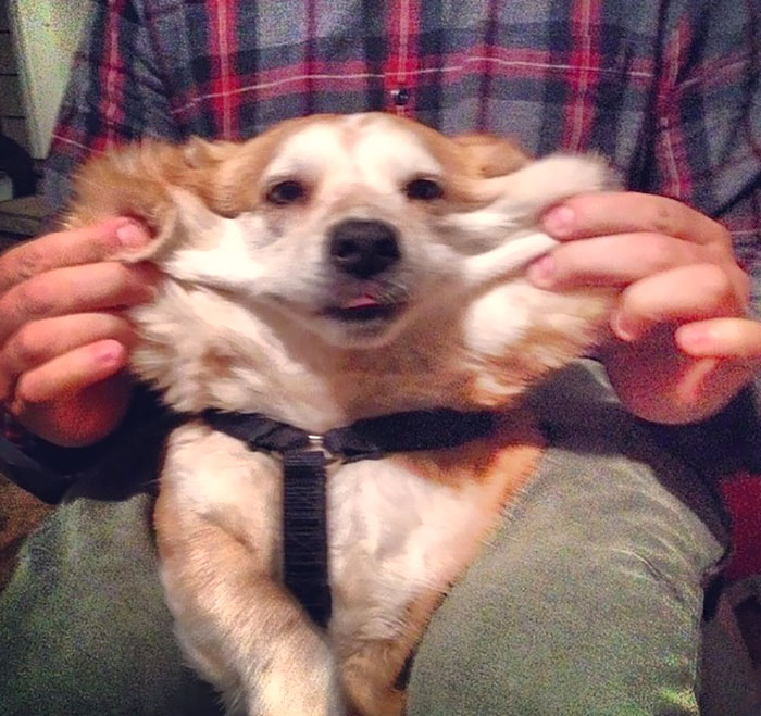 So My Dog Has A Lot Of Extra Skin Around His Face