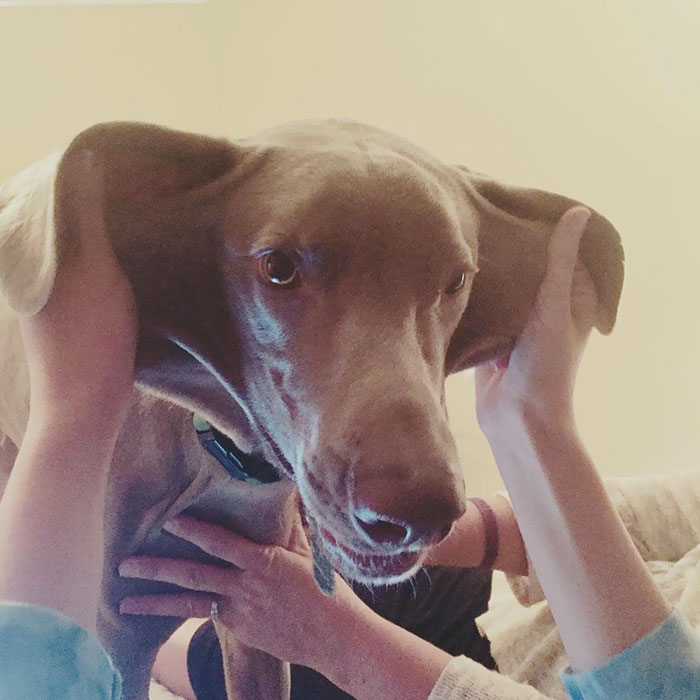 In Case Anyone Wants To Leave The Fridge Open Or The Dog Food Bag In My Reach, I Have Got Lots Of Room To Grow