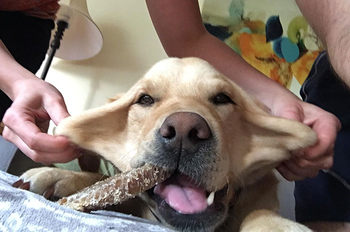 Our Dog Has A Lot Of Extra Skin