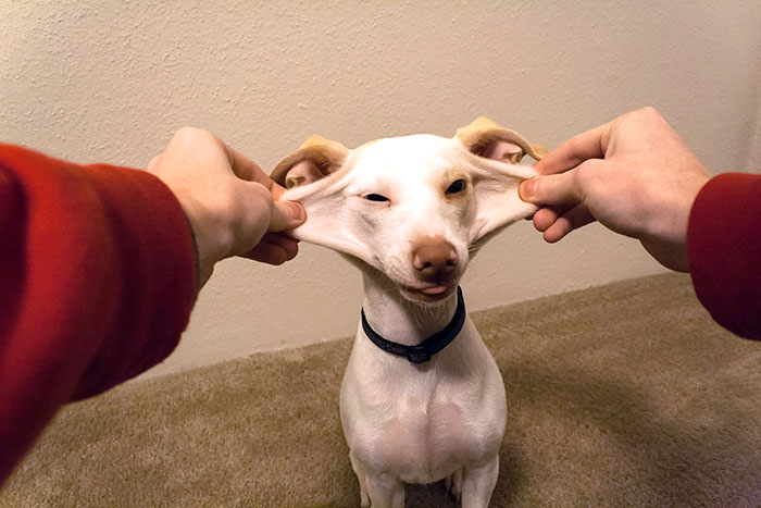 This Dog's Stretchy Face