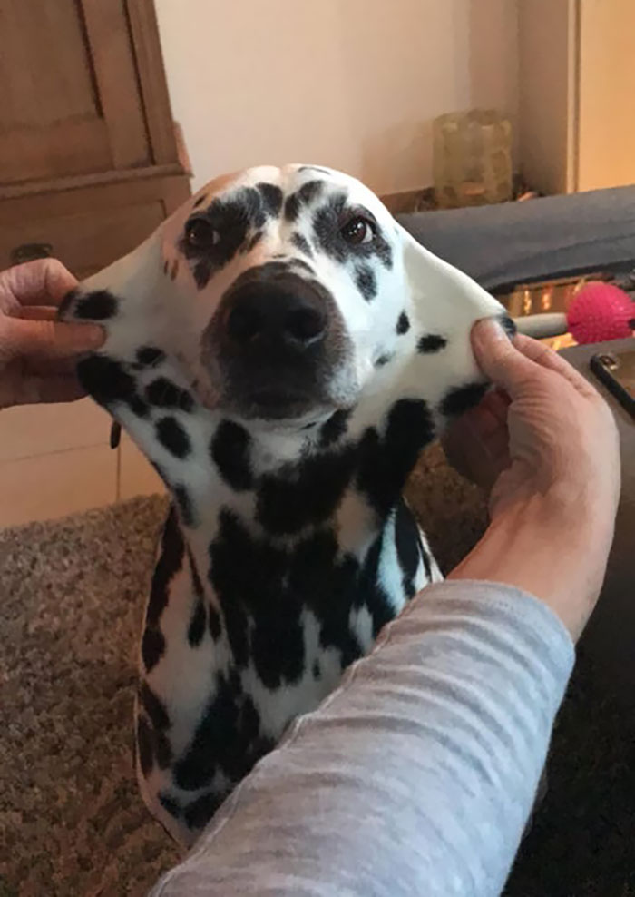 Pointy Doggo Doin A Stretch