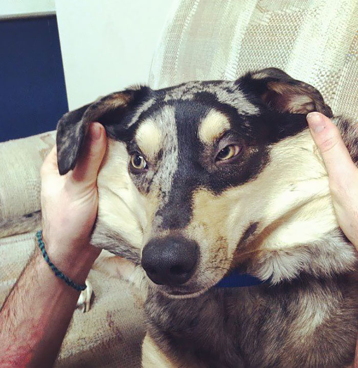 My Catahoula Has A Little Extra Skin