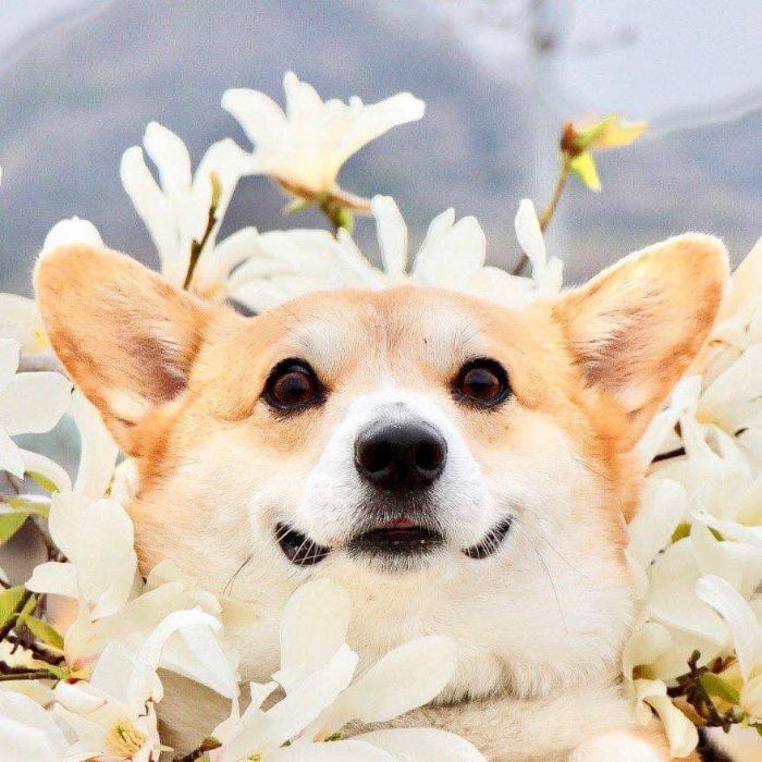 Funny-Expressive-Dog-Corgi-Genthecorgi