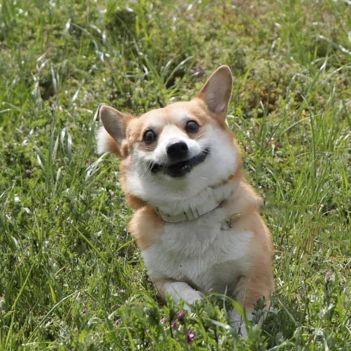 Funny-Expressive-Dog-Corgi-Genthecorgi