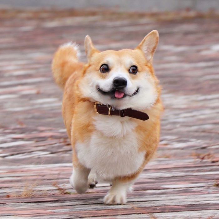 Funny-Expressive-Dog-Corgi-Genthecorgi