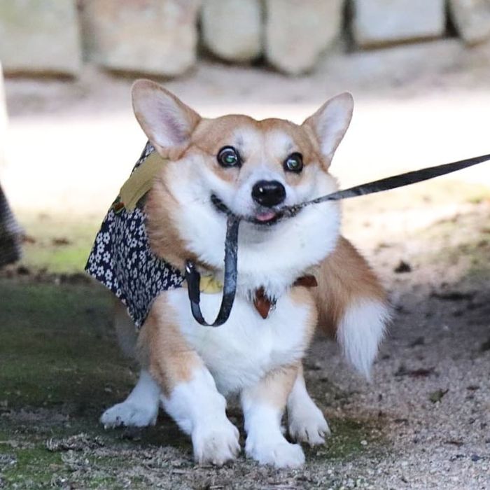 Funny-Expressive-Dog-Corgi-Genthecorgi