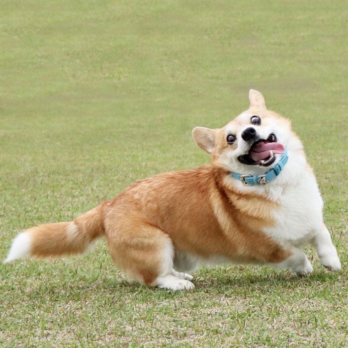 Funny-Expressive-Dog-Corgi-Genthecorgi