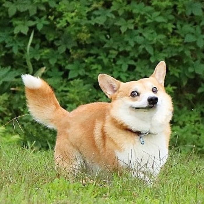 Funny-Expressive-Dog-Corgi-Genthecorgi