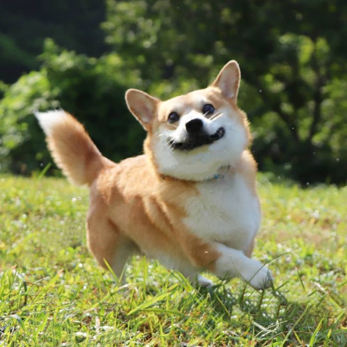 Funny-Expressive-Dog-Corgi-Genthecorgi