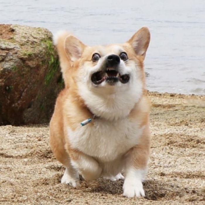 Funny-Expressive-Dog-Corgi-Genthecorgi