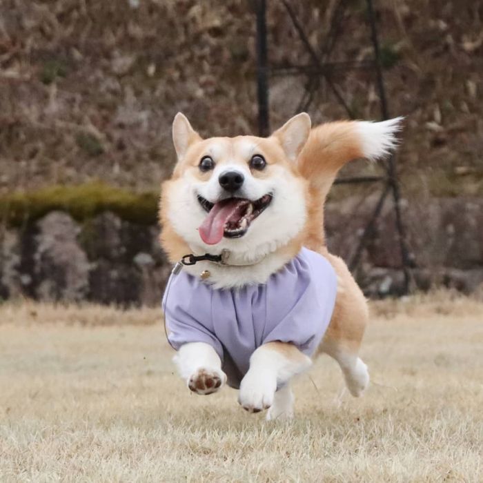 Funny-Expressive-Dog-Corgi-Genthecorgi