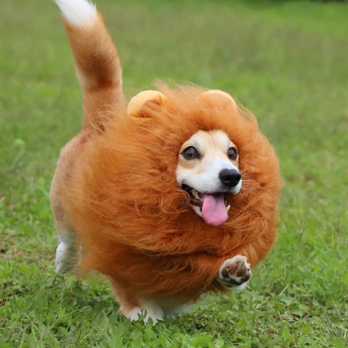 Funny-Expressive-Dog-Corgi-Genthecorgi