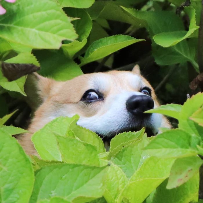 Funny-Expressive-Dog-Corgi-Genthecorgi