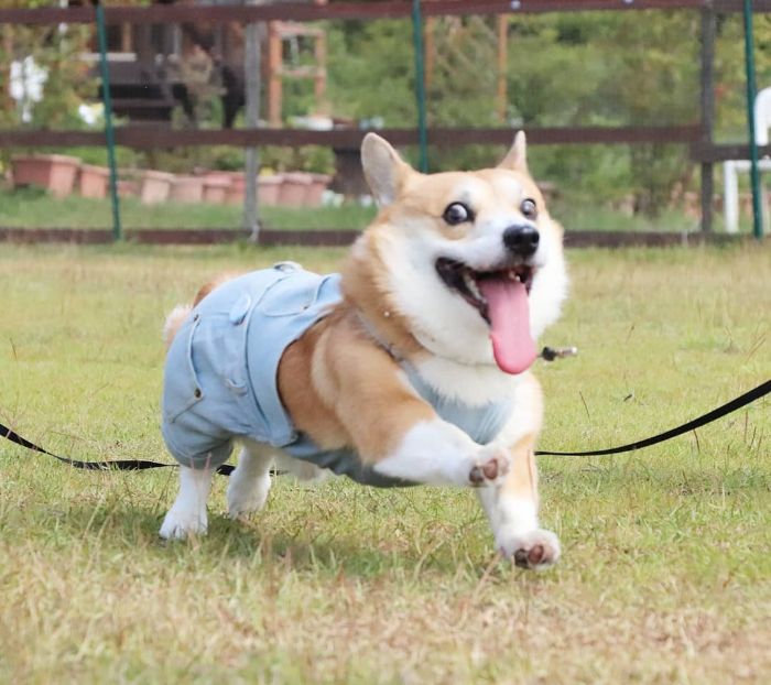 Funny-Expressive-Dog-Corgi-Genthecorgi