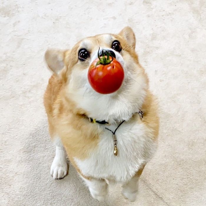 Funny-Expressive-Dog-Corgi-Genthecorgi