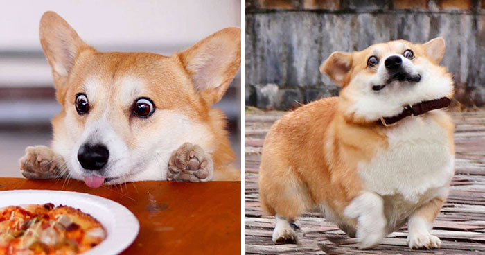Este es Gen, un corgi japonés cuyas expresiones faciales te alegrarán el día (30 fotos)