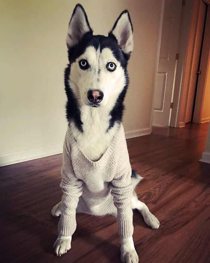 "I Got A New Sweater Today Because Mom Sucks At Doing Laundry"