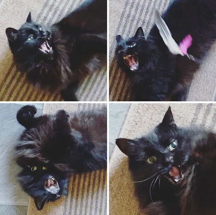 "Human Ask: Why So Dramatic? I Say: Why Not?"