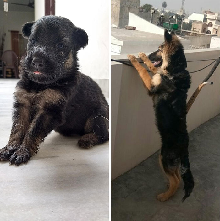 My German Shepherd: 20 Days Old vs. 5 Months Old. He Has Grown So Fast And Has Turned Out To Such A Handsome Dog