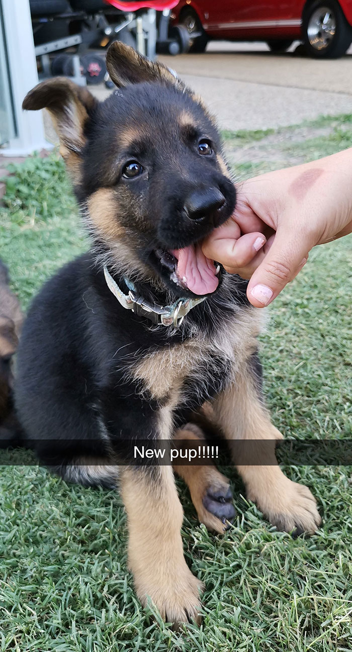 After Immigrating And Settling Into A New Country, My Partner And I Decided To Extend Our Family By One, Everyone Meet Sigrid