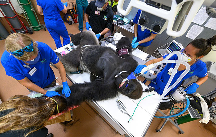 Images Of 433-Pound Gorilla Taking A COVID-19 Swab Test, Among Other Procedures, Got The Internet Buzzing (25 Pics)