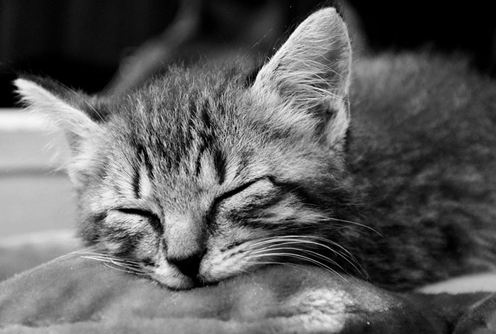 Hey Pandas, Share The Cutest Pic Of Your Cat (Ended)