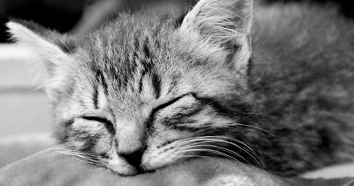 Hey Pandas, Share The Cutest Pic Of Your Cat (Ended)