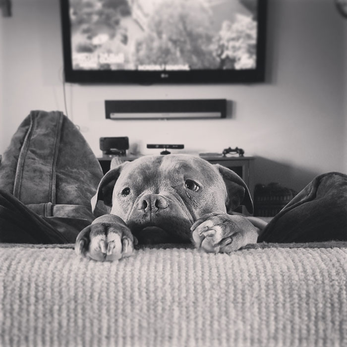 Hey Pandas, Share The Cutest Pic Of Your Dog (Ended)