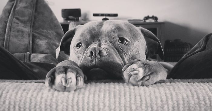 Hey Pandas, Share The Cutest Pic Of Your Dog (Ended)